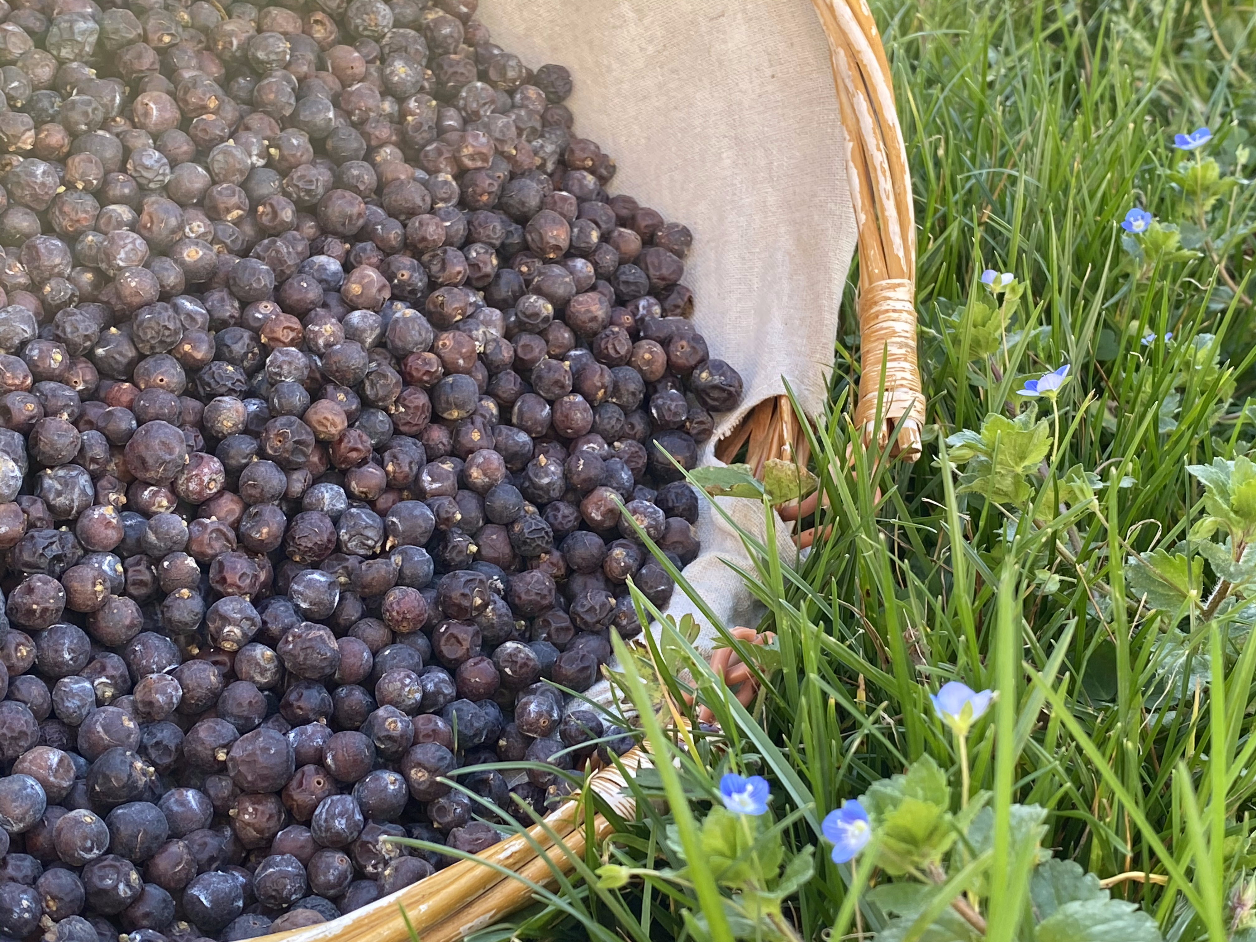 JUNIPER BERRIES